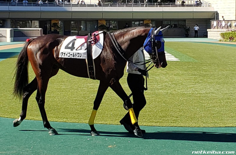 報アオイゴールドワン未勝利善戦マンあにまん掲示板